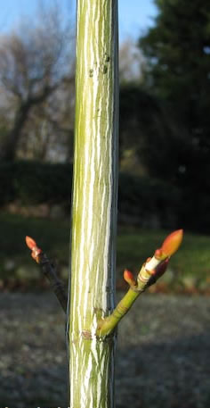 Acer tegmentosum